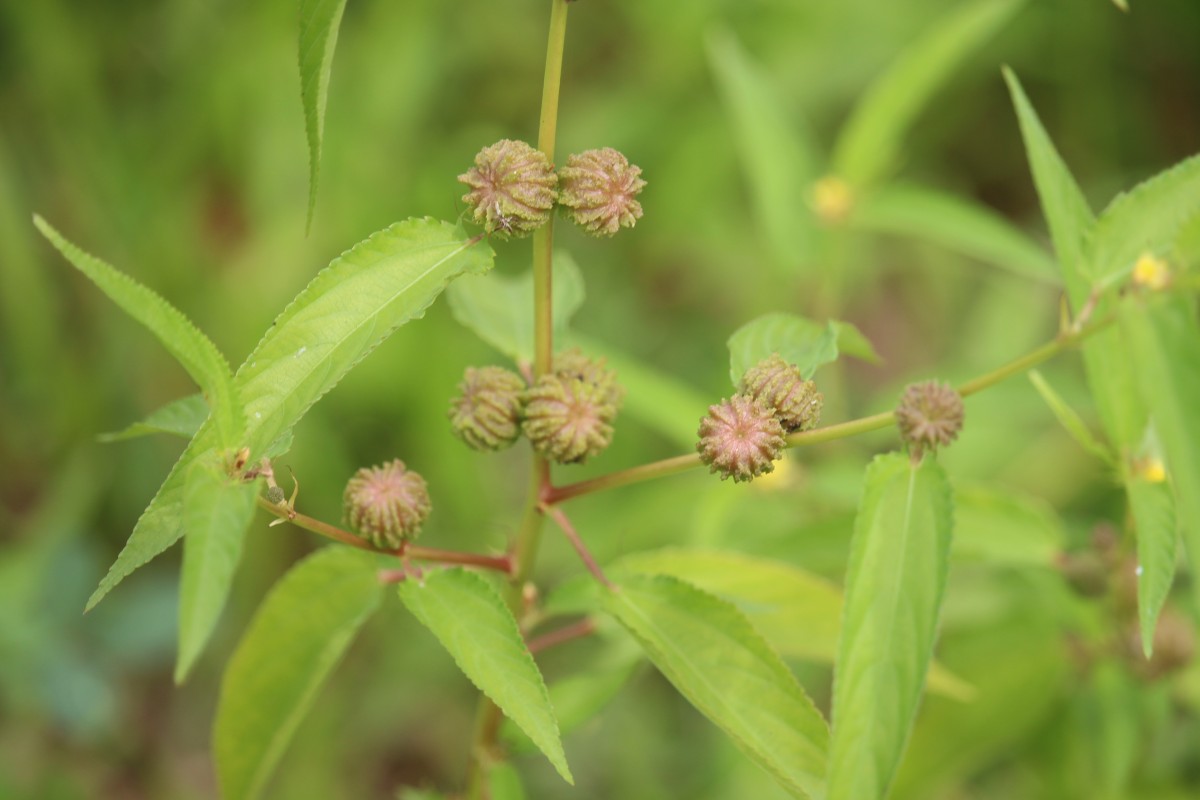 Corchorus capsularis L.